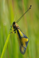 Libelloides coccajus