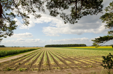 Fototapeta na wymiar Dirt road in a agricultural landscape