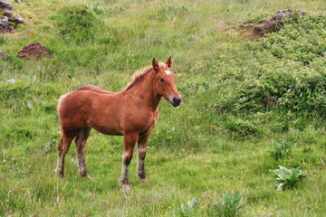 Obraz premium Cantal