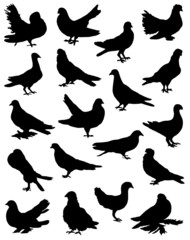 Collection of silhouettes of pigeons