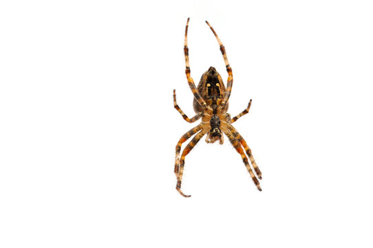 Cross Spider (female, Araneus diadematus) isolated on white