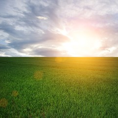 Sun over a field