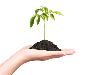 holding a plant isolated