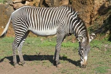 Fototapeta na wymiar Wypas Zebra w ich naturalnym środowisku.
