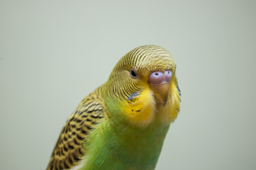 Портрет волнистого попугая