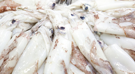 Fresh squid in exposed in market Barcelona