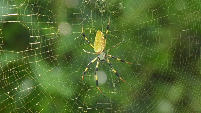 Banana spider (Nephila clavipes)