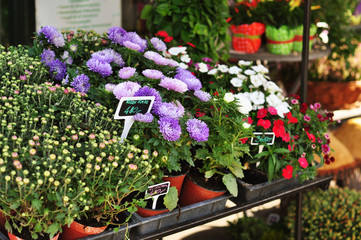 Fototapeta na wymiar Świeże kwiaty na rynku stoją