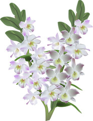 light lilac isolated orchid flowers illustration