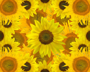 Fototapeta premium yellow sunflowers background