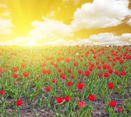 tulip field under sunset sky with clouds