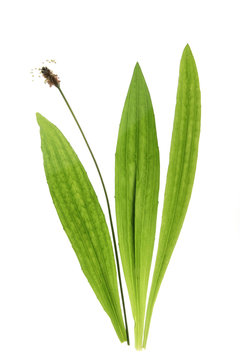 Spitzwegerich (Plantago lanceolata)