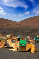 Fototapeta premium Camel in Lanzarote in timanfaya fire mountains