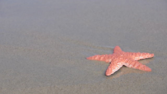 Seestern am Strand