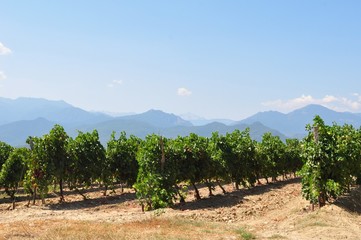 corse des vignobles