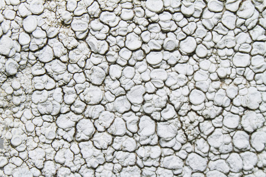 ochrolechia parella lichen