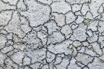 ochrolechia parella lichen