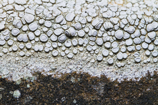 ochrolechia parella lichen