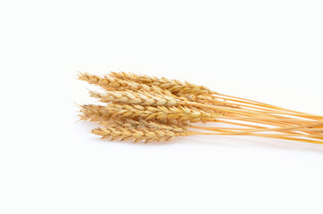 ripe ears of wheat - obrazy, fototapety, plakaty