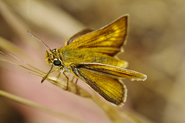 Lulworth Skipper (Thymelicus acteon)