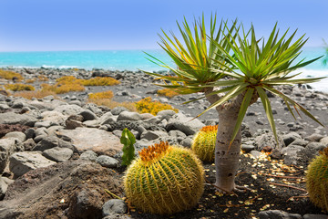 El Golfo in Lanzarote cactus at Atlantic shore