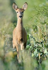 roe deer