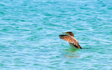 taking off cormorant