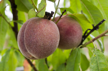 Pêche de vigne
