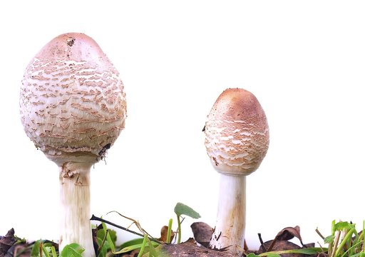 Macrolepiota procera.