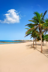 Obraz premium Arrecife Lanzarote Playa Reducto beach palm trees