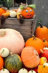 Kürbisse Herbstdekoration