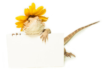 Obraz premium jaszczurka, trzymając w ręku kartę na białym tle