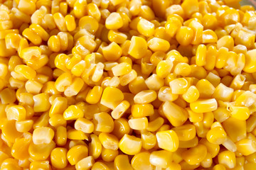 texture of corn, showing body of yellow corn seed