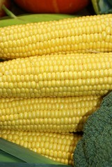 Bio-Mais, frisch vom Feld