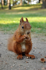 Red Squirrel eating a nut