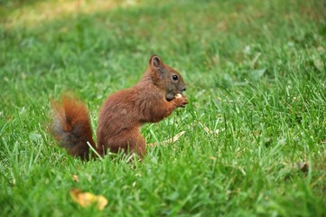 Red Squirrel eating a nut