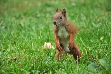 Red Squirrel hunting