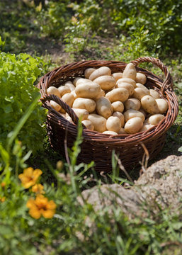 panier de pommes de terre dans jardin potager