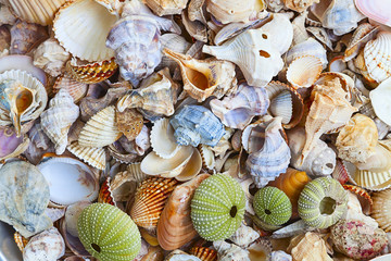seashell