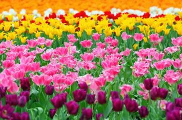 Printed roller blinds Tulip tulip in flower field
