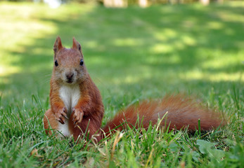 Red Squirrel eating a nut