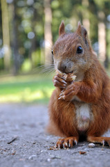 Red Squirrel eating a nut