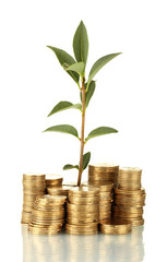 plant growing out of gold coins isolated on white