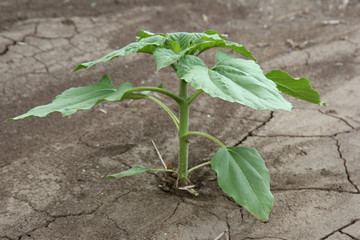Sunflower growing out of soil  in field