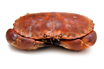 Edible brown crab isolated on a white studio background. - obrazy, fototapety, plakaty