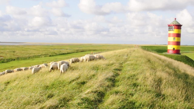 Schafe vorm Pilsumer Leuchtturm