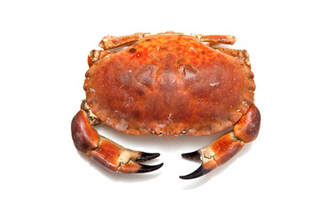 Edible brown crab isolated on a white studio background.
