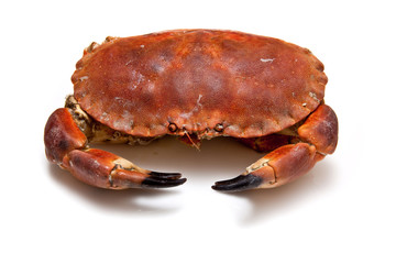 Edible brown crab isolated on a white studio background.