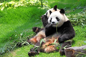 Crédence de cuisine en verre imprimé Panda Panda