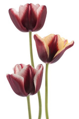 tulip